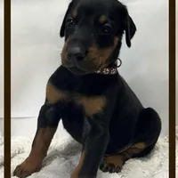 Brown, a male Doberman Pinscher for sale in Ava, MO – Photo 5 of 6