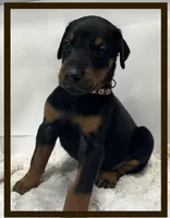 Brown, a male Doberman Pinscher for sale in Ava, MO – Photo 1 of 2