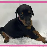 PINK, a female Doberman Pinscher for sale in Ava, MO – Photo 5 of 8