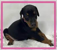 PINK, a female Doberman Pinscher for sale in Ava, MO – Photo 1 of 3