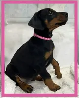 PINK, a female Doberman Pinscher for sale in Ava, MO – Photo 1 of 8