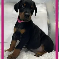 PINK, a female Doberman Pinscher for sale in Ava, MO – Photo 4 of 8