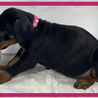 PINK, a female Doberman Pinscher for sale in Ava, MO – Photo 8 of 8