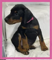 PINK, a female Doberman Pinscher for sale in Ava, MO – Photo 2 of 8