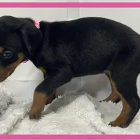 PINK, a female Doberman Pinscher for sale in Ava, MO – Photo 7 of 8