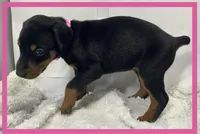 PINK, a female Doberman Pinscher for sale in Ava, MO – Photo 3 of 3