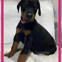 PINK, a female Doberman Pinscher for sale in Ava, MO – Photo 3 of 8