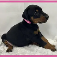 PINK, a female Doberman Pinscher for sale in Ava, MO – Photo 6 of 8