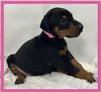 PINK, a female Doberman Pinscher for sale in Ava, MO – Photo 2 of 3