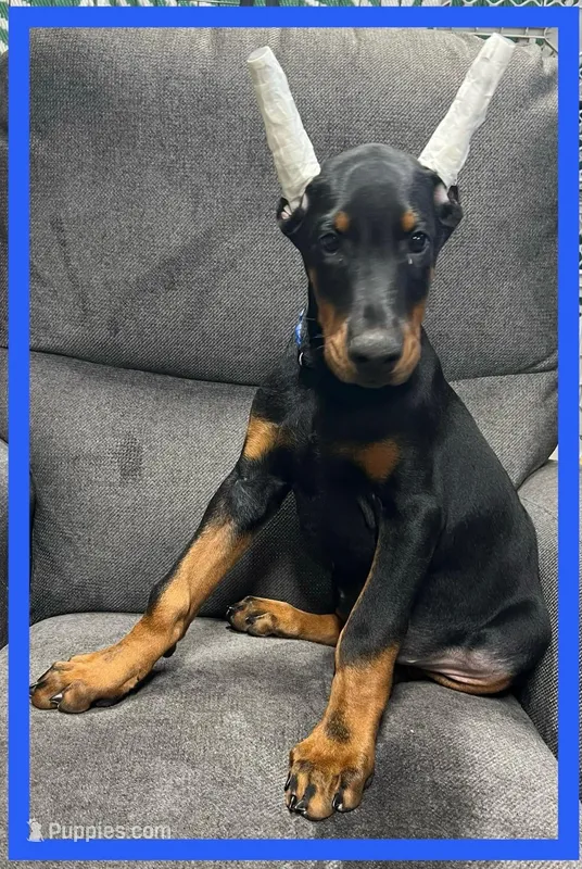 BLUE – Doberman Pinscher puppy for sale in Ava, MO