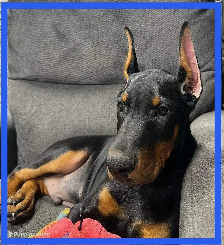 BLUE – Doberman Pinscher puppy for sale in Ava, MO