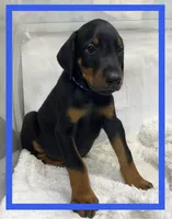 BLUE, a male Doberman Pinscher for sale in Ava, MO – Photo 2 of 6