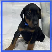 BLUE, a male Doberman Pinscher for sale in Ava, MO – Photo 3 of 6