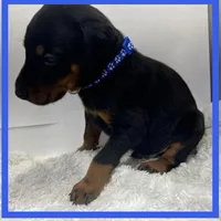 BLUE, a male Doberman Pinscher for sale in Ava, MO – Photo 5 of 6