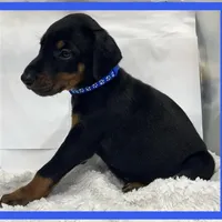 BLUE, a male Doberman Pinscher for sale in Ava, MO – Photo 6 of 6