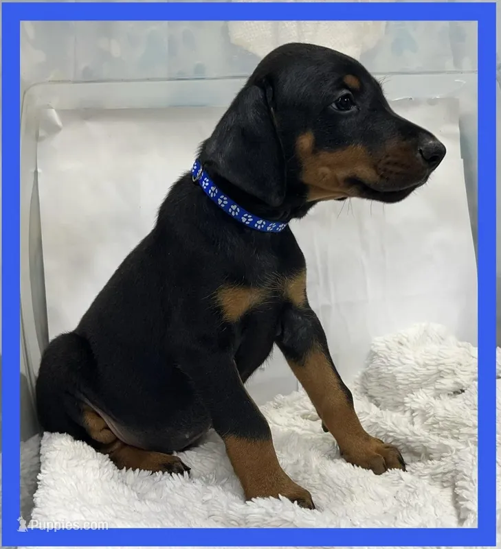 BLUE – Doberman Pinscher puppy for sale in Ava, MO