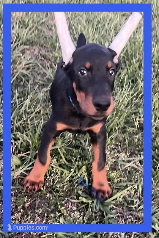 BLUE – Doberman Pinscher puppy for sale in Ava, MO