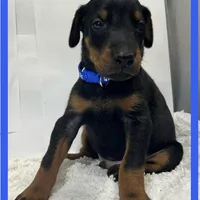 BLUE, a male Doberman Pinscher for sale in Ava, MO – Photo 4 of 6