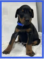 BLUE, a male Doberman Pinscher for sale in Ava, MO – Photo 1 of 2