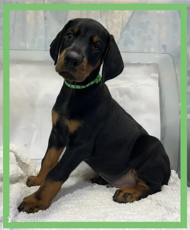 Green – Doberman Pinscher puppy on hold in Ava, MO