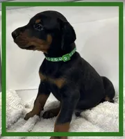 Green, a male Doberman Pinscher for sale in Ava, MO – Photo 2 of 3