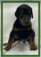 Green, a male Doberman Pinscher for sale in Ava, MO – Photo 1 of 3