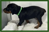 Green, a male Doberman Pinscher for sale in Ava, MO – Photo 3 of 3