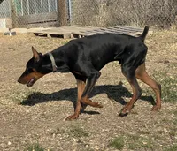 Odin, a male Doberman Pinscher for sale in Ava, MO – Photo 3 of 3