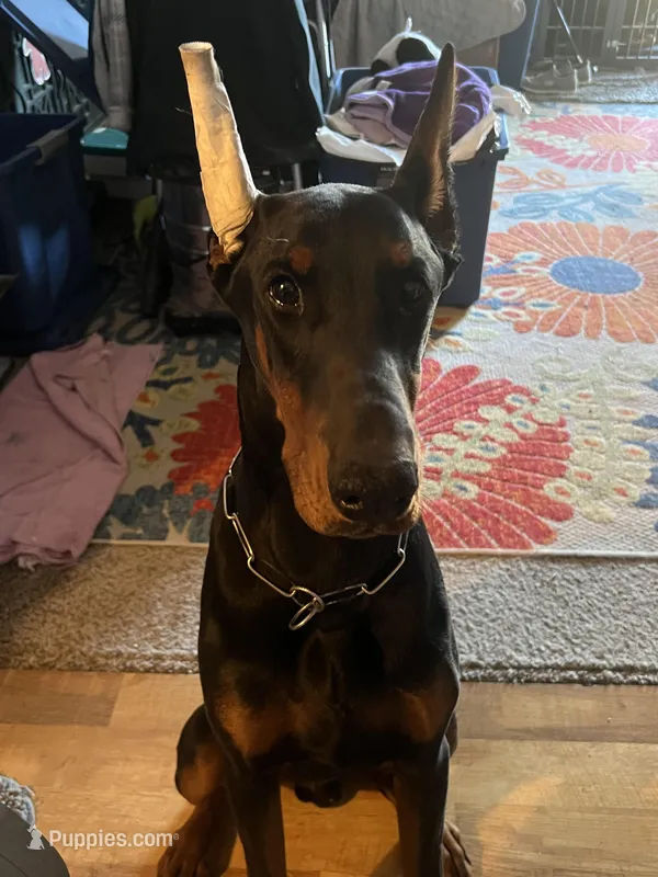 Odin, a male Doberman Pinscher for sale in Ava, MO – Photo 1 of 3