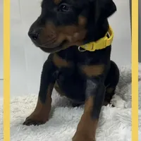 YELLA , a male Doberman Pinscher for sale in Ava, MO – Photo 5 of 7