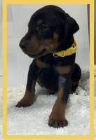 YELLA , a male Doberman Pinscher for sale in Ava, MO – Photo 1 of 3