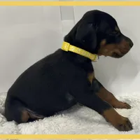 YELLA , a male Doberman Pinscher for sale in Ava, MO – Photo 6 of 7