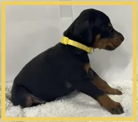 YELLA , a male Doberman Pinscher for sale in Ava, MO – Photo 2 of 3