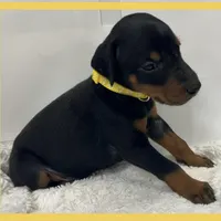 YELLA , a male Doberman Pinscher for sale in Ava, MO – Photo 7 of 7