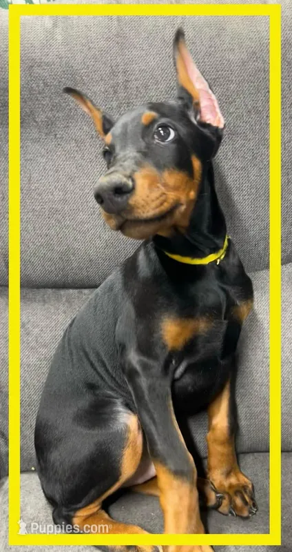 YELLA  – Doberman Pinscher puppy for sale in Ava, MO