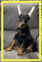 YELLA , a male Doberman Pinscher for sale in Ava, MO – Photo 1 of 9