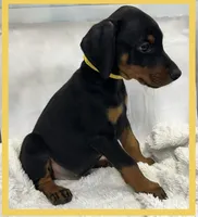 YELLA , a male Doberman Pinscher for sale in Ava, MO – Photo 2 of 7