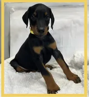 YELLA , a male Doberman Pinscher for sale in Ava, MO – Photo 1 of 7