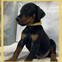 YELLA , a male Doberman Pinscher for sale in Ava, MO – Photo 4 of 7