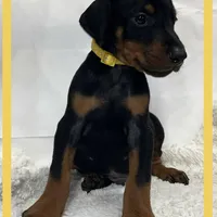 YELLA , a male Doberman Pinscher for sale in Ava, MO – Photo 3 of 7