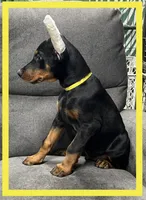 YELLA , a male Doberman Pinscher for sale in Ava, MO – Photo 2 of 9