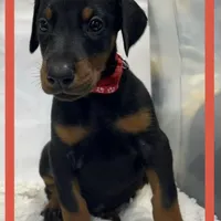 RED, a male Doberman Pinscher for sale in Ava, MO – Photo 6 of 6