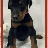 RED, a male Doberman Pinscher for sale in Ava, MO – Photo 4 of 6