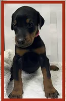 RED, a male Doberman Pinscher for sale in Ava, MO – Photo 1 of 2
