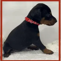 RED, a male Doberman Pinscher for sale in Ava, MO – Photo 5 of 6