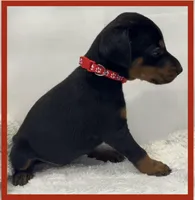 RED, a male Doberman Pinscher for sale in Ava, MO – Photo 2 of 2