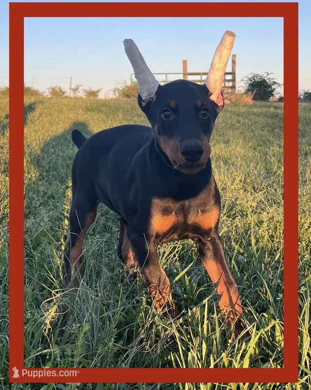 RED – Doberman Pinscher puppy for sale in Ava, MO