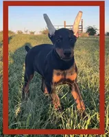 RED, a male Doberman Pinscher for sale in Ava, MO – Photo 1 of 8