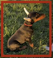 RED, a male Doberman Pinscher for sale in Ava, MO – Photo 2 of 8