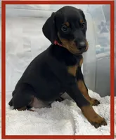 RED, a male Doberman Pinscher for sale in Ava, MO – Photo 2 of 6